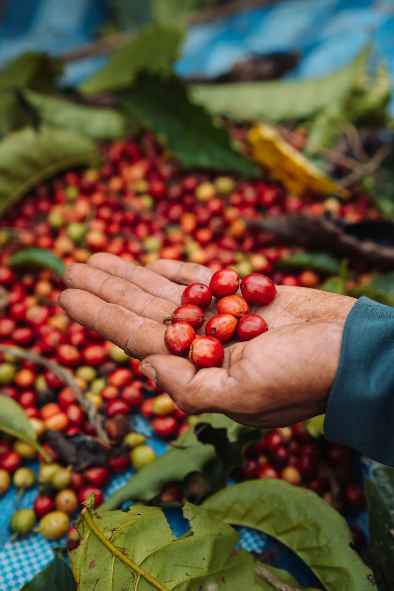 Mão segurando grãos de café maduros recém-colhidos