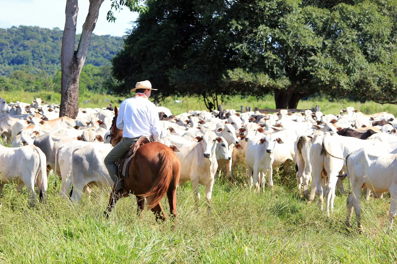 Peão a cavalo conduzindo um rebanho de gado nelore no pasto