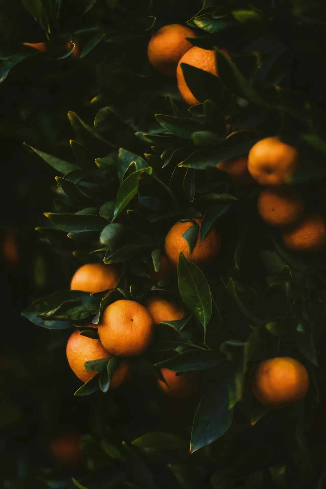 Laranjeira carregada de frutas maduras